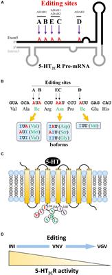 RNA Editing of Serotonin 2C Receptor and Alcohol Intake